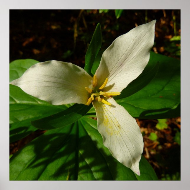 White Trillium Blume Spring Wildblume Poster (Vorne)
