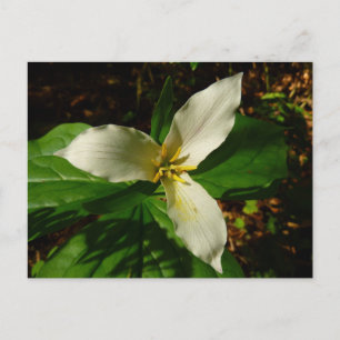 White Trillium Blume Spring Wildblume Postkarte