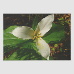 White Trillium Blume Spring Wildblume Seidenpapier