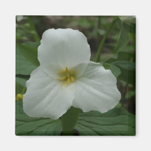 White Trillium Magnet
