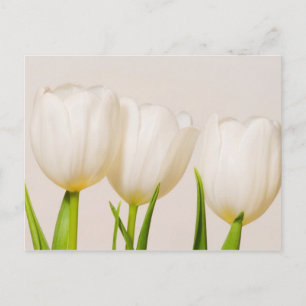 White tulips against a white background, postkarte