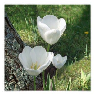 White Tulips Blume Trio Fotodruck