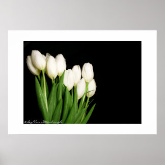 White Tulips Print Poster