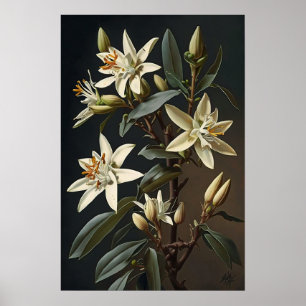 White Vanilla Blume Art Print Poster