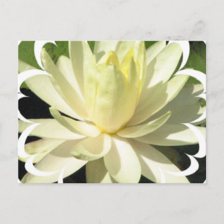 White Water Lilie Postcard Postkarte