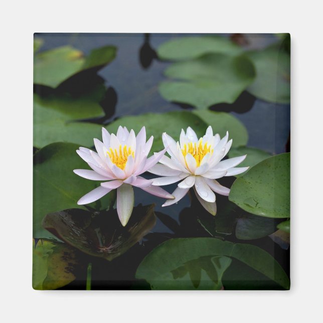 White Water Lilies Magnet (Vorne)