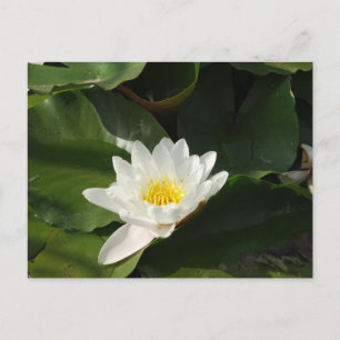 White Water Lilly Fotografie Postcard Postkarte