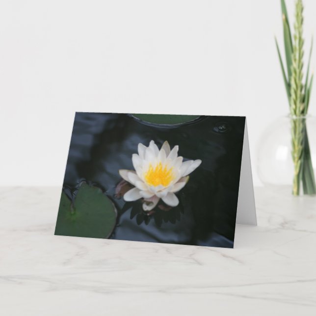 "White Water Lily" Blume Foto Grußkarte Karte (Vorderseite)