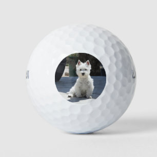 White West Highland Terrier auf Sidewalk Golfball