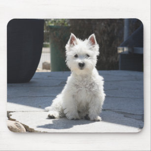 White West Highland Terrier auf Sidewalk Mousepad