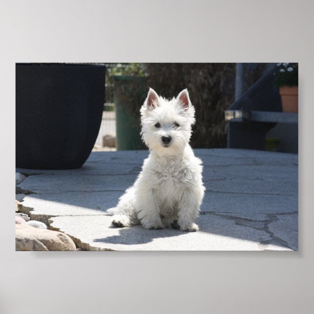 White West Highland Terrier auf Sidewalk Poster (Vorne)