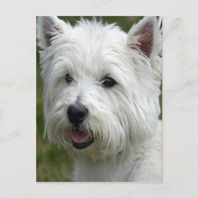 White West Highland Terrier Postcard Postkarte (Vorderseite)