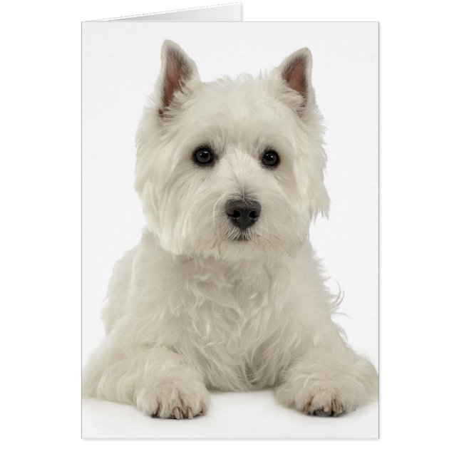 White West Highland Terrier Puppy Dog Westie (Vorne)