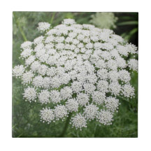 White Wild Blume Queen Anne's Lace
