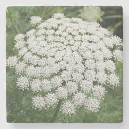 White Wild Blume Queen Anne's Lace Steinuntersetzer