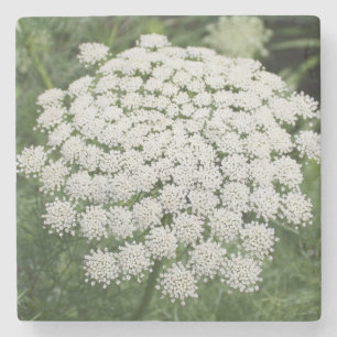 White Wild Blume Queen Anne's Lace Steinuntersetzer