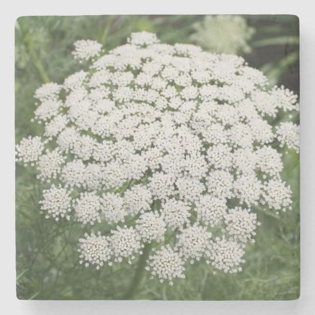 White Wild Blume Queen Anne's Lace Steinuntersetzer (Vorderseite)