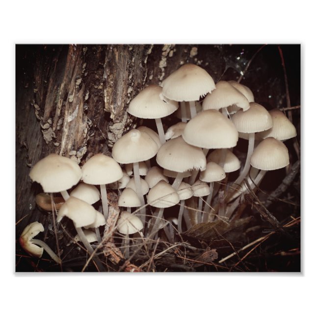 White Wild Mushroom Cluster 8x10 Fotodruck (Vorne)