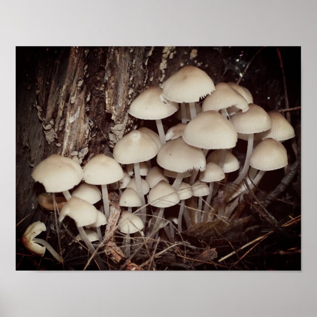 White Wild Mushroom Cluster Poster (Vorne)