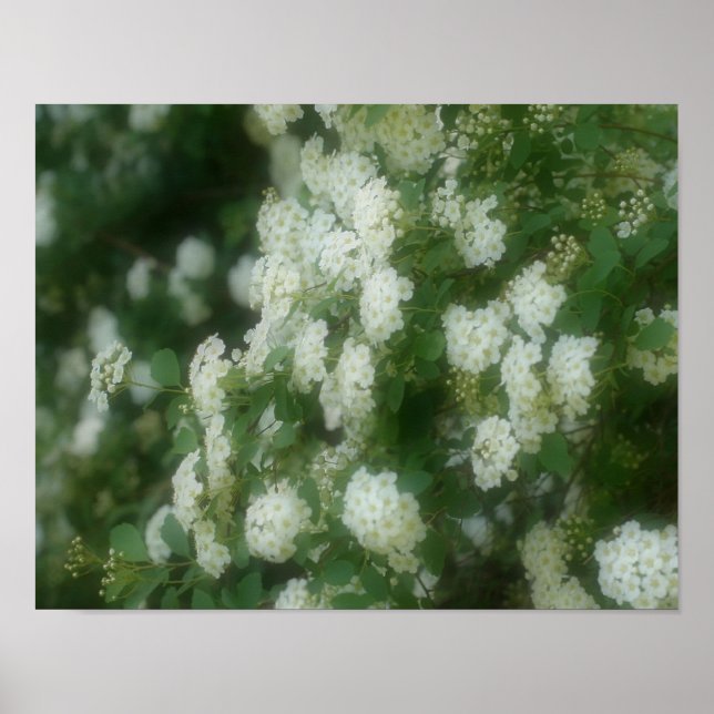 White Wild Rambling Rose Poster (Vorne)