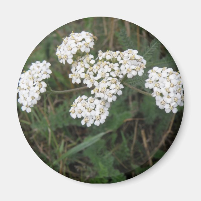 White Wildblumen Magnet (Vorne)