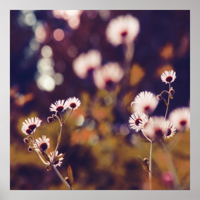 White Wildlowers in Sunlight Lila Bokeh Poster (Vorne)
