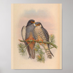 White Winged Kestrel Hawk Bird Vintage Art Print Poster