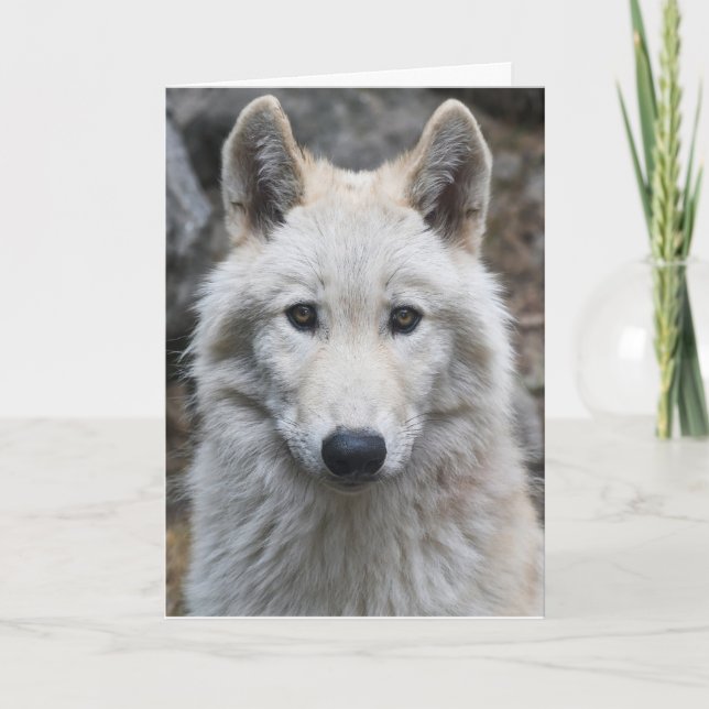 WHITE WOLF FOTOGRAFIE BIRTHDAY CARD KARTE (Vorderseite)