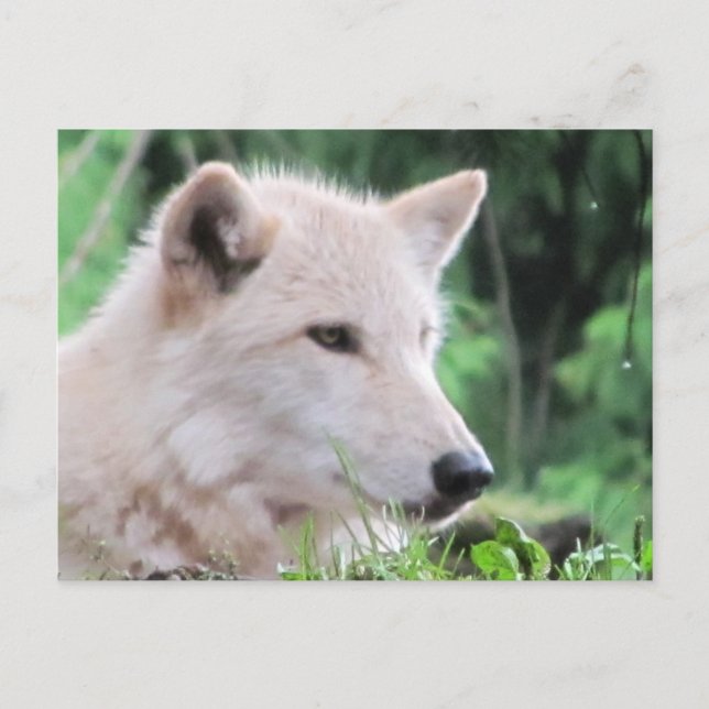 White Wolf Nah Up Profil Postkarte (Vorderseite)