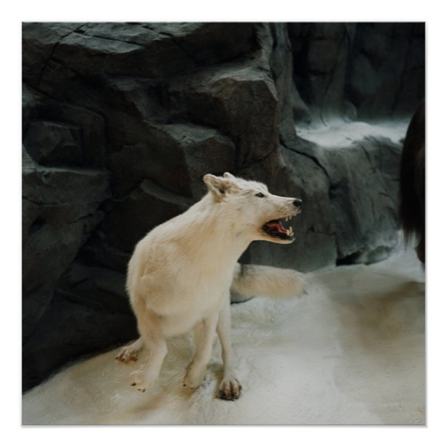 White Wolf Poster (Vorderseite)