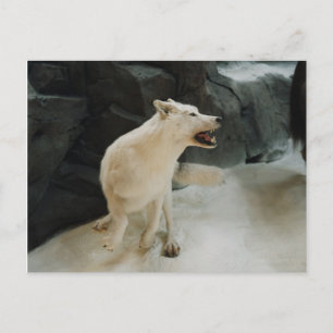White Wolf Postkarte