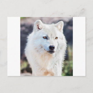 WHITE WOLF POSTKARTE