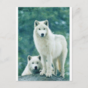 WHITE WOLF POSTKARTE