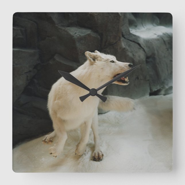 White Wolf Quadratische Wanduhr (Vorderseite)
