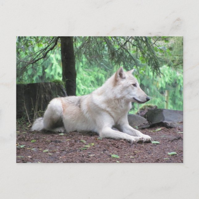 White Wolf Resting Postkarte (Vorderseite)