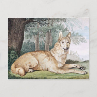 White Wolf Vintage Art Postkarte