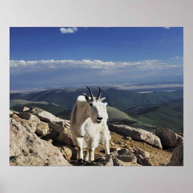 White Wool Rocky Mountain Goat steht auf Poster (Vorne)