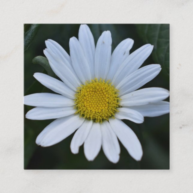 White Yellow Daisy Blume Daisies Nature Foto Quadratische Visitenkarte (Vorderseite)