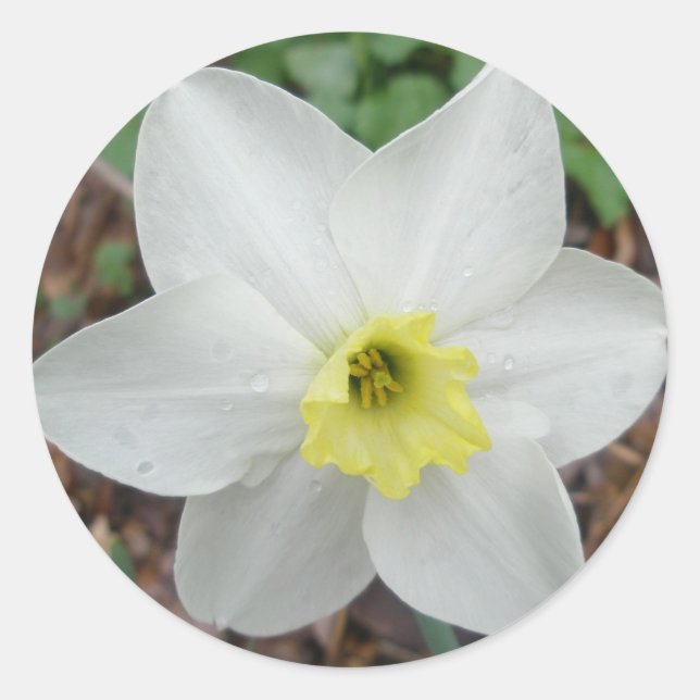 White & Yellow Narcissus Note Card Runder Aufkleber (Vorderseite)