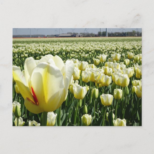 White Yellow Tulips Landscape DIY Postkarte (Vorderseite)