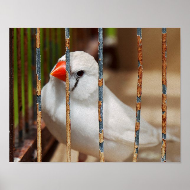 White Zebra Finch Bird in Cage Poster (Vorne)
