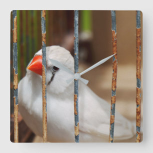 White Zebra Finch Bird in Cage Quadratische Wanduhr