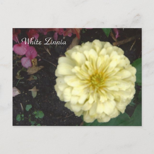 White Zinnia Postkarte (Vorderseite)