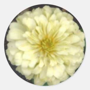 White Zinnia Runder Aufkleber