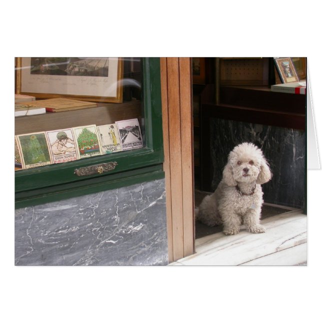 White Zwarf Poodle (Vorderseite (Horizontal))