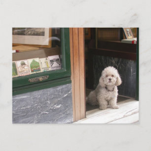 White Zwarf Poodle Postkarte