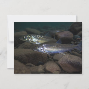 Whitefish Swimming Postkarte