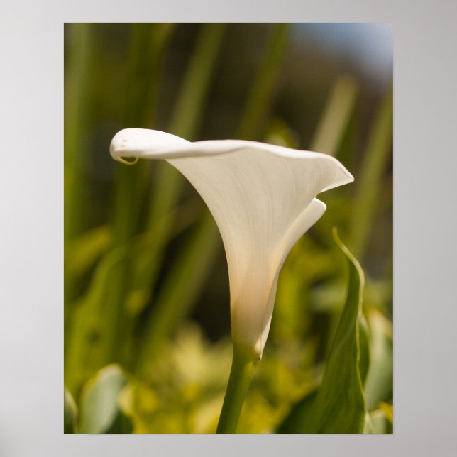 Whitepaper zur Blume (Matte) Poster (Vorne)