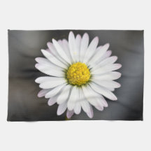 Whiter Wild daisy and yellow