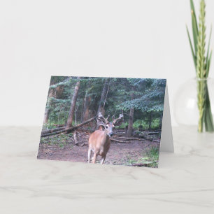 Whitetail Birthday card Karte